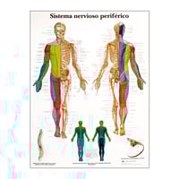 Tableau d'anatomie : système nerveux périphérique